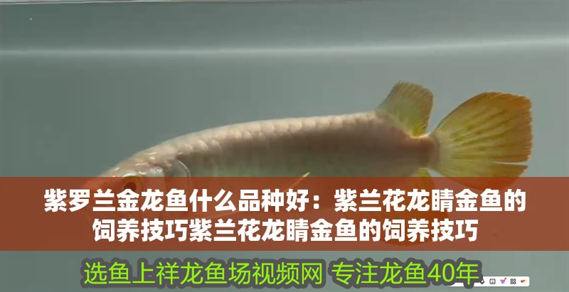 紫羅蘭金龍魚什么品種好：紫蘭花龍睛金魚的飼養(yǎng)技巧紫蘭花龍睛金魚的飼養(yǎng)技巧