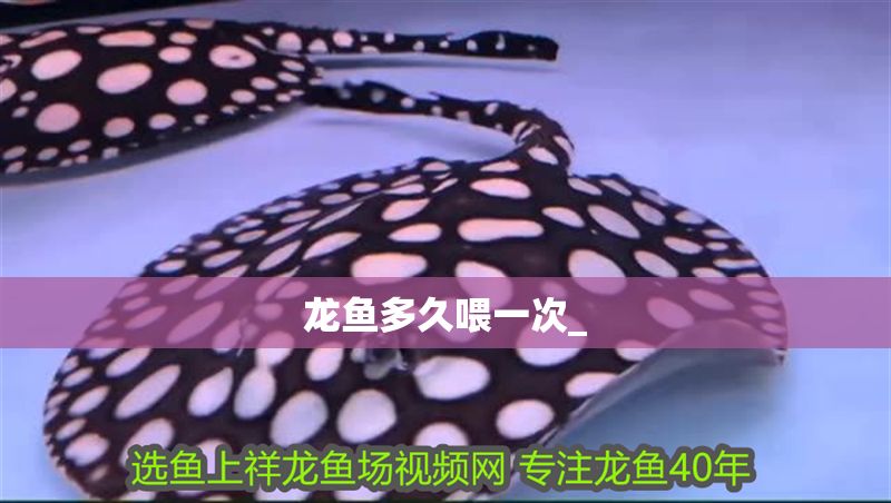 龍魚(yú)多久喂一次_
