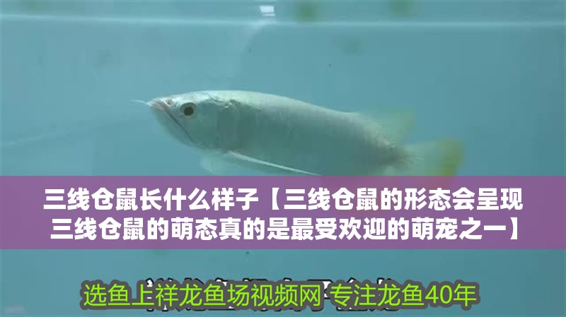 三線倉(cāng)鼠長(zhǎng)什么樣子【三線倉(cāng)鼠的形態(tài)會(huì)呈現(xiàn)三線倉(cāng)鼠的萌態(tài)真的是最受歡迎的萌寵之一】