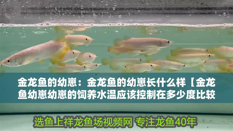 金龍魚的幼崽：金龍魚的幼崽長什么樣【金龍魚幼崽幼崽的飼養(yǎng)水溫應該控制在多少度比較合適】