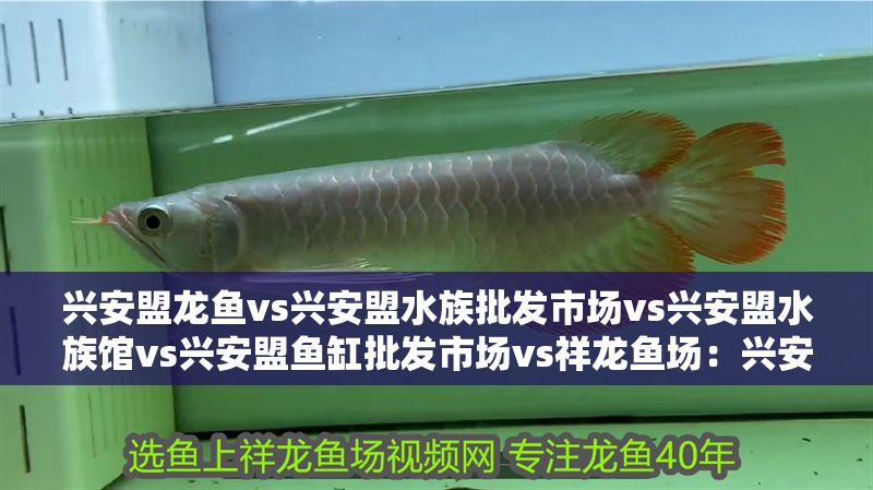 興安盟龍魚vs興安盟水族批發(fā)市場(chǎng)vs興安盟水族館vs興安盟魚缸批發(fā)市場(chǎng)vs祥龍魚場(chǎng)：興安盟水族市場(chǎng)與祥龍魚場(chǎng)的區(qū)別