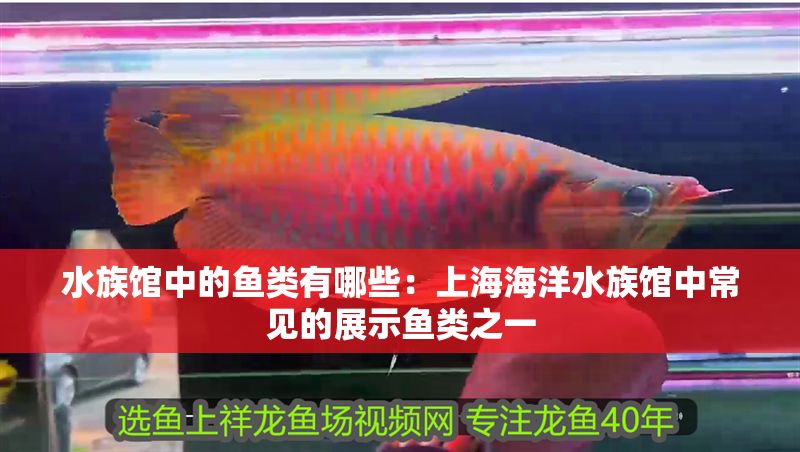 水族館中的魚類有哪些：上海海洋水族館中常見的展示魚類之一