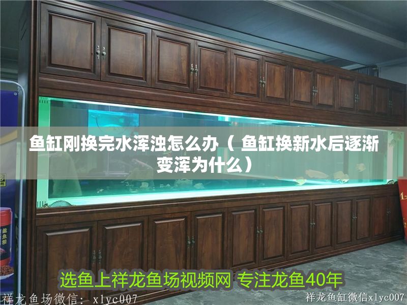 魚缸剛換完水渾濁怎么辦（ 魚缸換新水后逐漸變渾為什么）