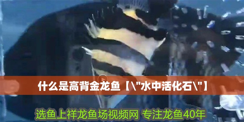 什么是高背金龍魚【\