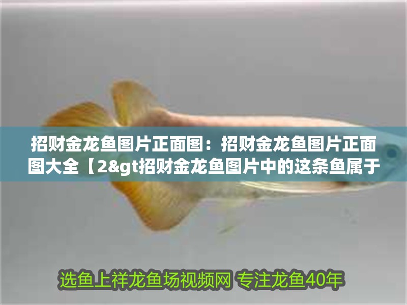 招財金龍魚圖片正面圖：招財金龍魚圖片正面圖大全【2&gt招財金龍魚圖片中的這條魚屬于哪個品種】 招財金龍魚圖片正面圖：招財金龍魚圖片正面圖大全【2&gt招財金龍魚圖片中的這條魚屬于哪個品種】 水族問答