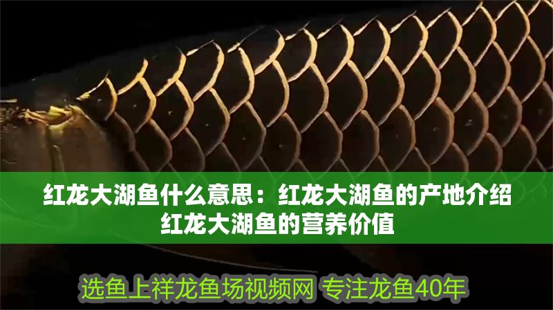 紅龍大湖魚什么意思：紅龍大湖魚的產地介紹紅龍大湖魚的營養價值