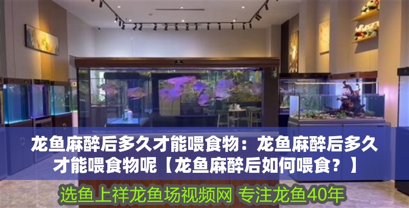 龍魚麻醉后多久才能喂食物：龍魚麻醉后多久才能喂食物呢【龍魚麻醉后如何喂食？】