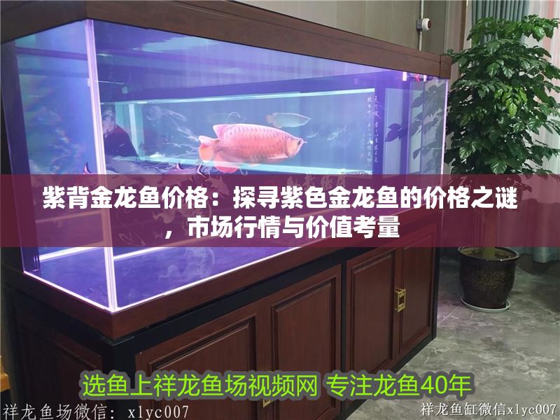紫背金龍魚價格：探尋紫色金龍魚的價格之謎，市場行情與價值考量