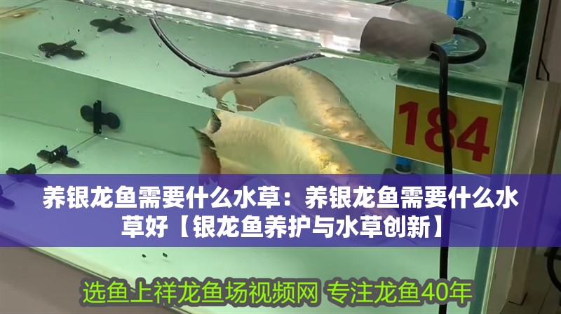 養銀龍魚需要什么水草：養銀龍魚需要什么水草好【銀龍魚養護與水草創新】