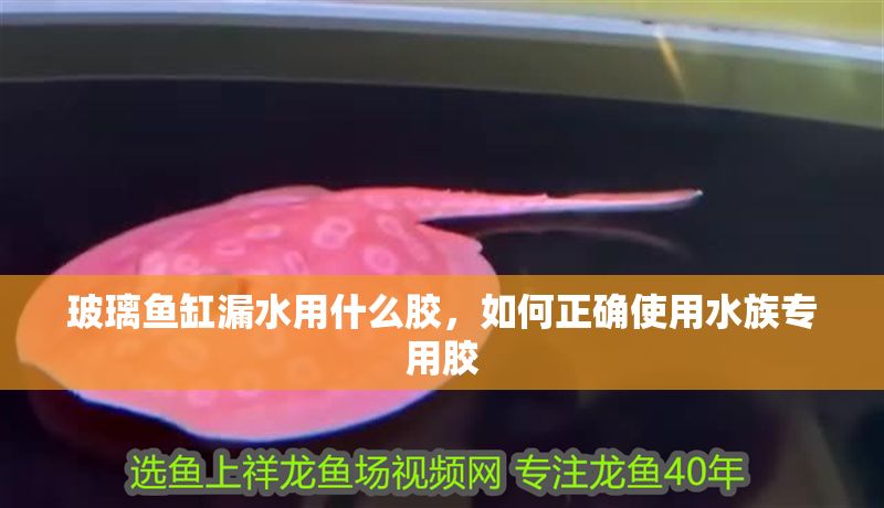 玻璃魚缸漏水用什么膠，如何正確使用水族專用膠