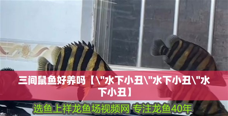 三間鼠魚好養嗎【\