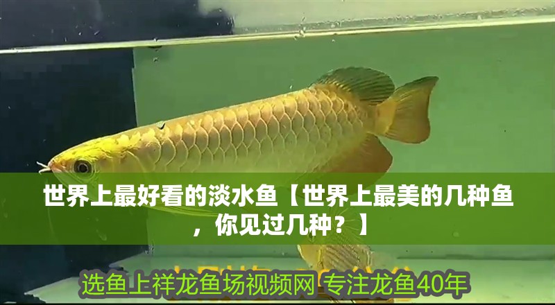 世界上最好看的淡水魚【世界上最美的幾種魚，你見過幾種？】 世界上最好看的淡水魚【世界上最美的幾種魚，你見過幾種？】 龍魚論壇