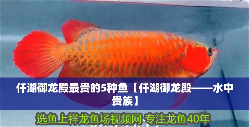 仟湖御龍殿最貴的5種魚【仟湖御龍殿——水中貴族】 龍魚論壇 仟湖御龍殿最貴的5種魚【仟湖御龍殿——水中貴族】 仟湖御龍殿最貴的5種魚【仟湖御龍殿——水中貴族】 龍魚論壇