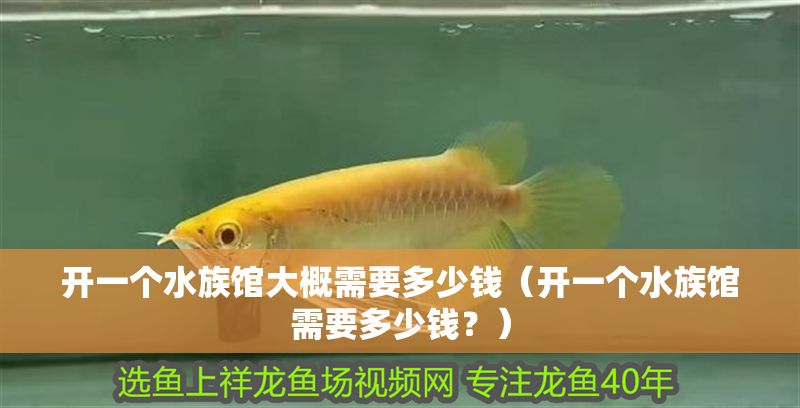 開一個水族館大概需要多少錢（開一個水族館需要多少錢？）