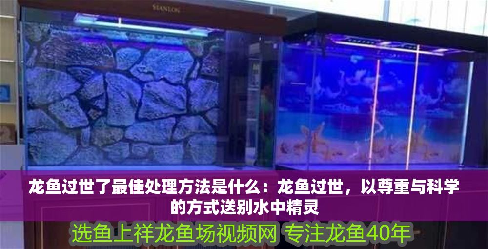 龍魚過世了最佳處理方法是什么：龍魚過世，以尊重與科學的方式送別水中精靈