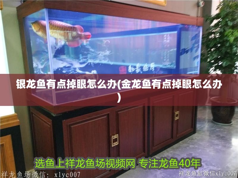 銀龍魚有點掉眼怎么辦(金龍魚有點掉眼怎么辦)