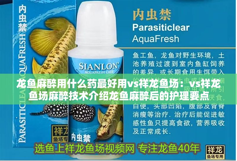 龍魚麻醉用什么藥最好用vs祥龍魚場：vs祥龍魚場麻醉技術介紹龍魚麻醉后的護理要點