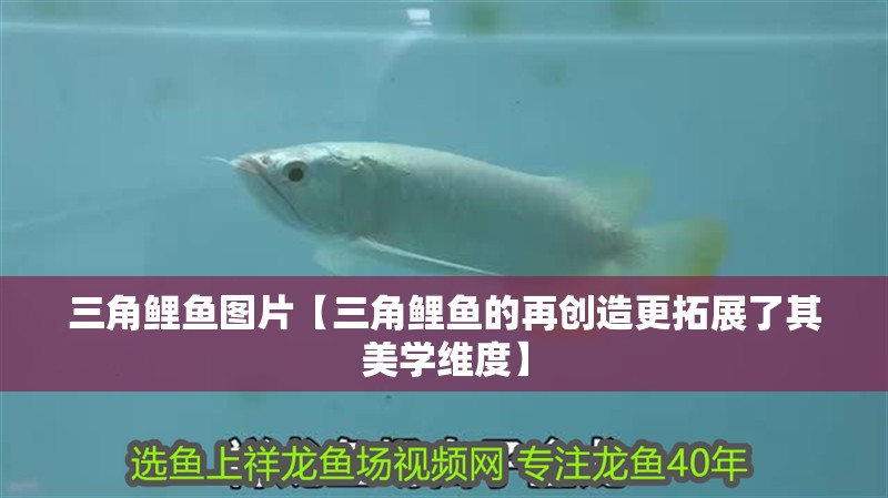三角鯉魚圖片【三角鯉魚的再創造更拓展了其美學維度】