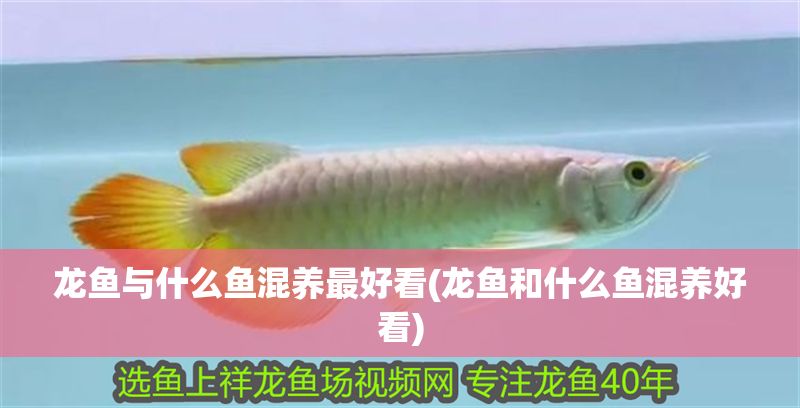 龍魚與什么魚混養最好看(龍魚和什么魚混養好看)
