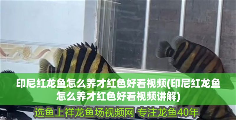 印尼紅龍魚怎么養(yǎng)才紅色好看視頻(印尼紅龍魚怎么養(yǎng)才紅色好看視頻講解)
