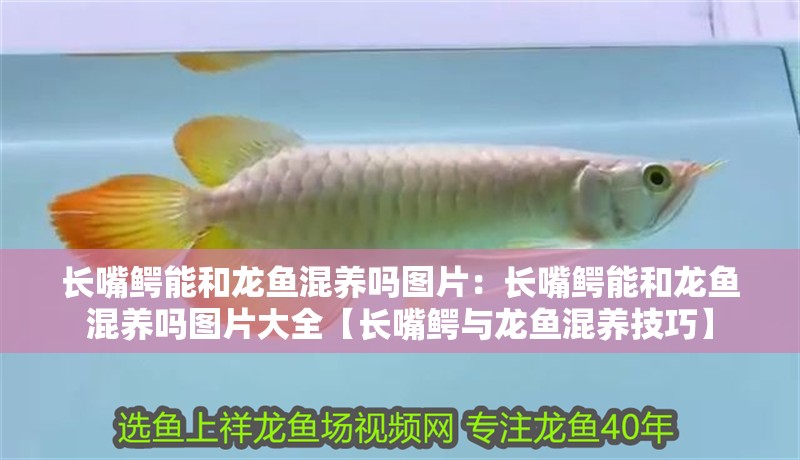 長嘴鱷能和龍魚混養(yǎng)嗎圖片：長嘴鱷能和龍魚混養(yǎng)嗎圖片大全【長嘴鱷與龍魚混養(yǎng)技巧】