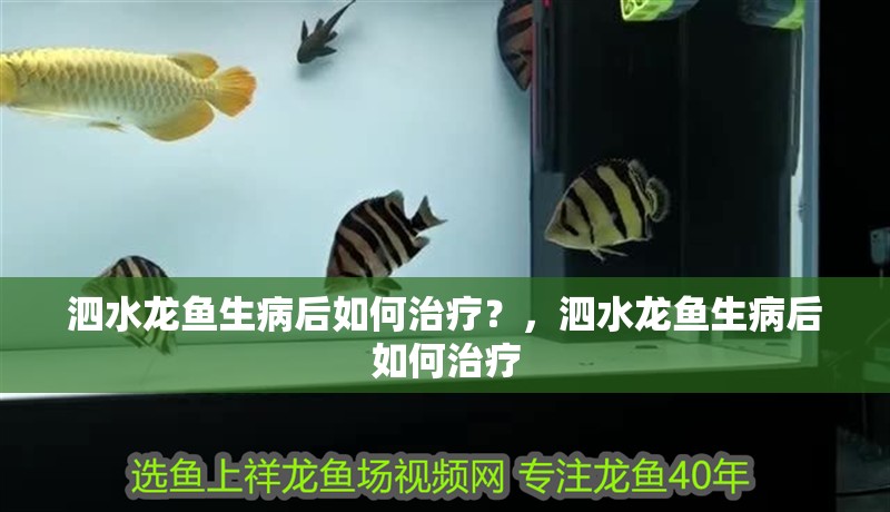 泗水龍魚生病后如何治療？，泗水龍魚生病后如何治療