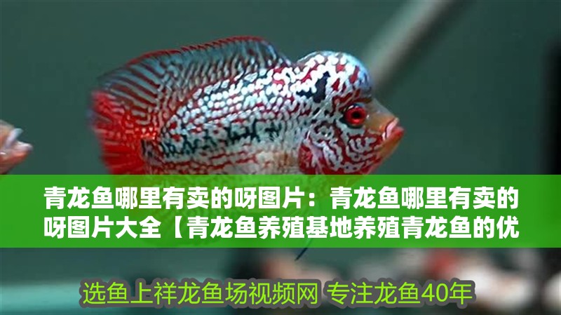 青龍魚哪里有賣的呀圖片：青龍魚哪里有賣的呀圖片大全【青龍魚養殖基地養殖青龍魚的優勢在哪些地方的優勢在于價值】