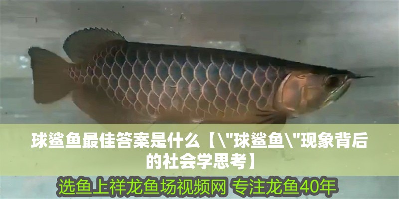 球鯊魚最佳答案是什么【\