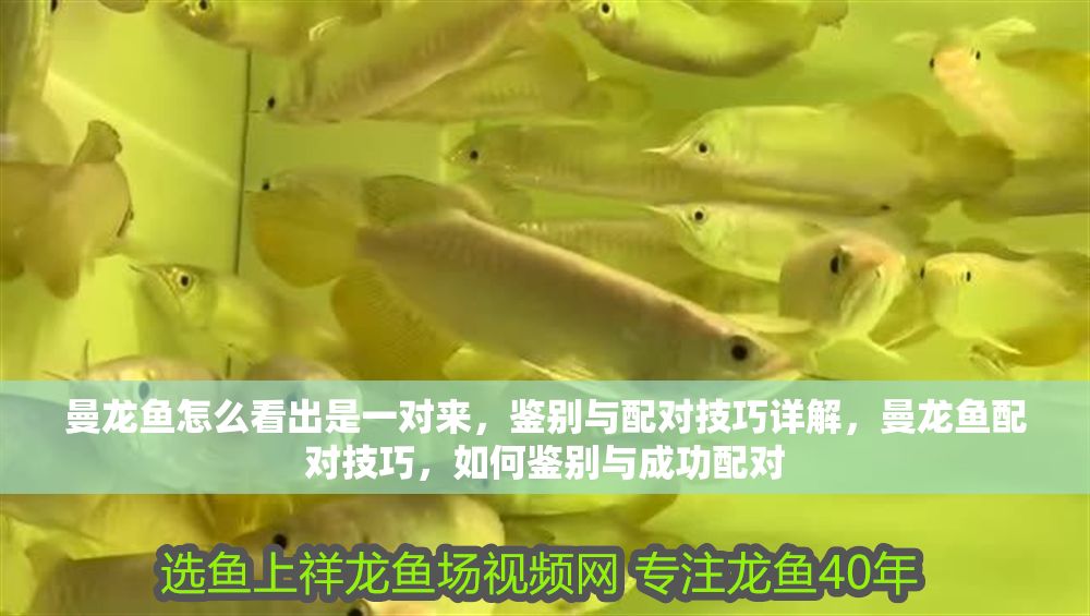 詳細閱讀:曼龍魚怎么看出是一對來,鑒別與配對技巧詳解,曼龍魚配對技巧,如何鑒別與成功配對 曼龍魚怎么看出是一對來,鑒別與配對技巧詳解,曼龍魚配對技巧,如何鑒別與成功配對
