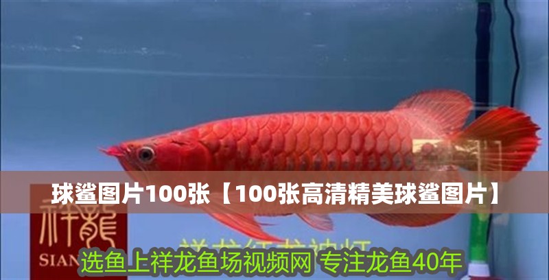 球鯊圖片100張【100張高清精美球鯊圖片】