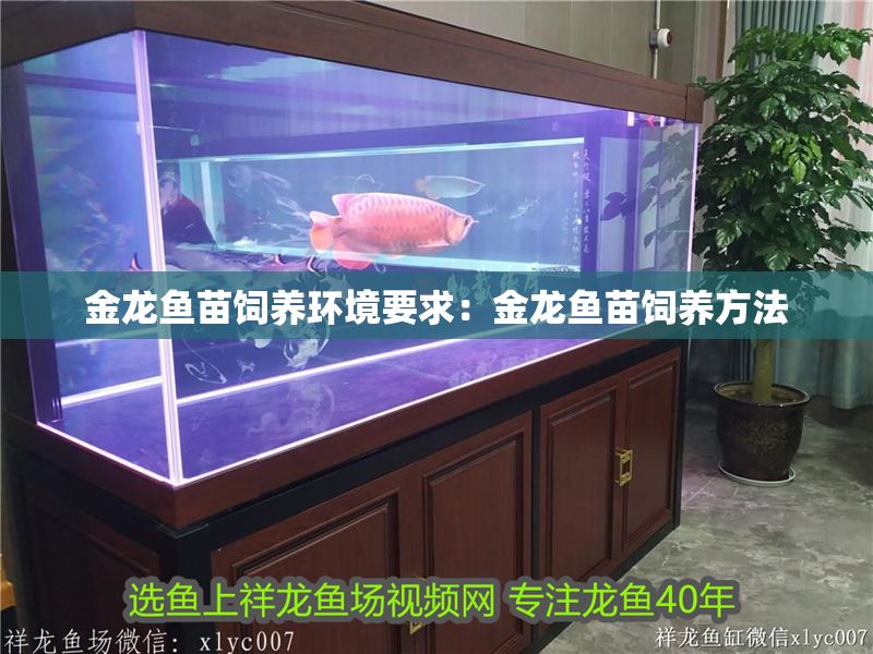 金龍魚苗飼養環境要求：金龍魚苗飼養方法