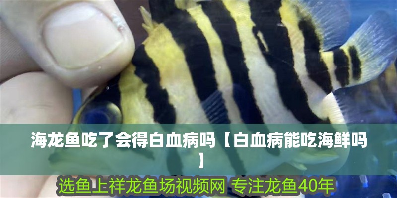 海龍魚吃了會得白血病嗎【白血病能吃海鮮嗎】