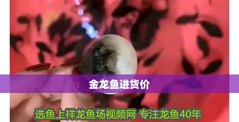 金龍魚進(jìn)貨價
