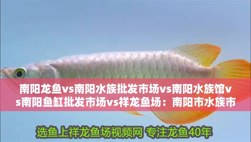 南陽龍魚vs南陽水族批發市場vs南陽水族館vs南陽魚缸批發市場vs祥龍魚場：南陽市水族市場