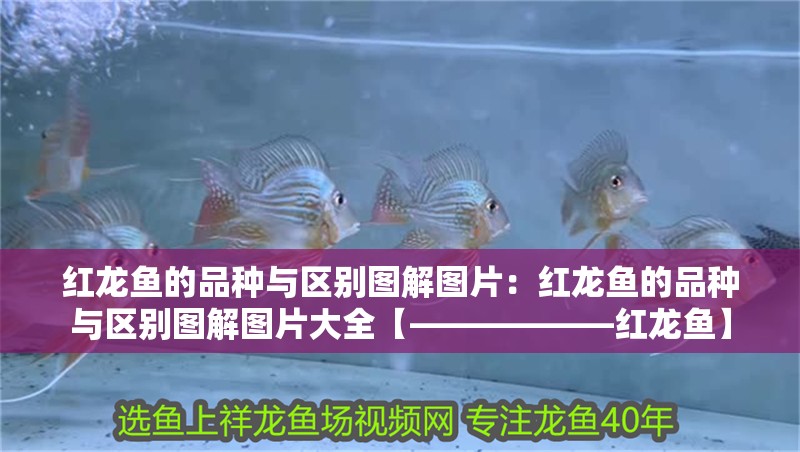紅龍魚的品種與區別圖解圖片：紅龍魚的品種與區別圖解圖片大全【——————紅龍魚】