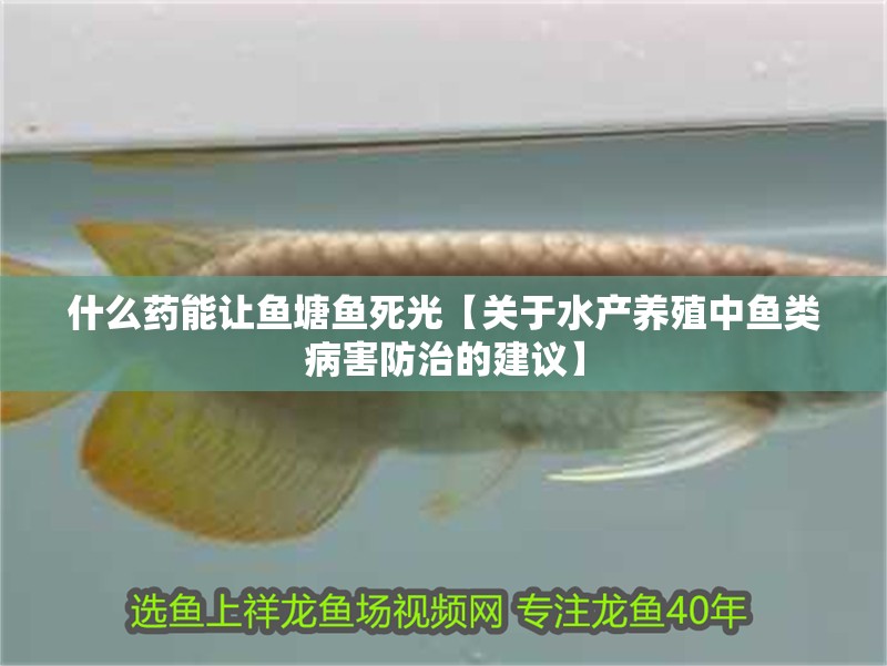 什么藥能讓魚塘魚死光【關于水產養殖中魚類病害防治的建議】