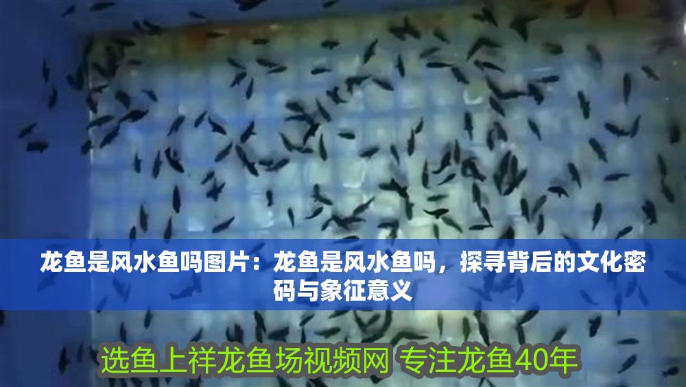 龍魚是風水魚嗎圖片：龍魚是風水魚嗎，探尋背后的文化密碼與象征意義