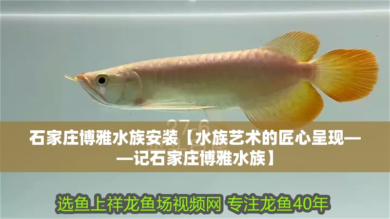 石家莊博雅水族安裝【水族藝術的匠心呈現——記石家莊博雅水族】
