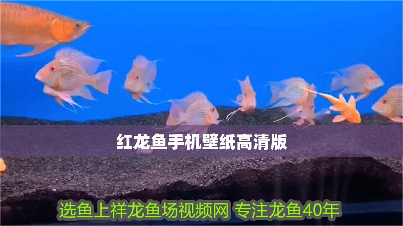 紅龍魚手機壁紙高清版