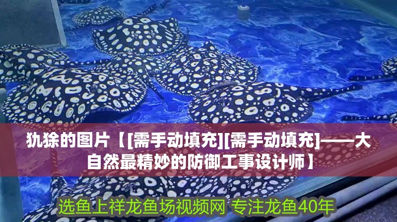 犰狳的圖片【[需手動填充][需手動填充]——大自然最精妙的防御工事設(shè)計師】