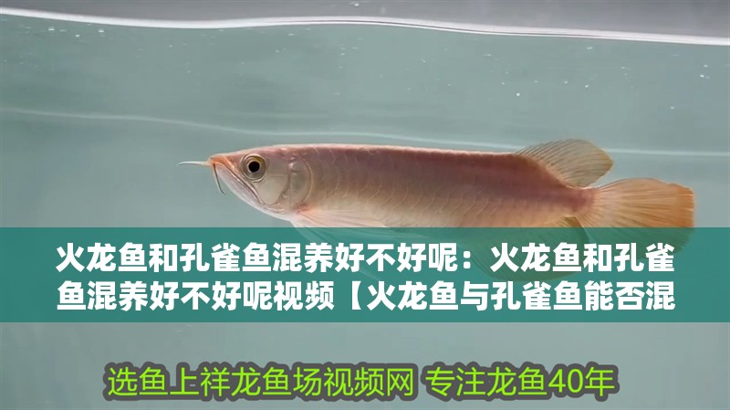 火龍魚和孔雀魚混養好不好呢：火龍魚和孔雀魚混養好不好呢視頻【火龍魚與孔雀魚能否混養，】