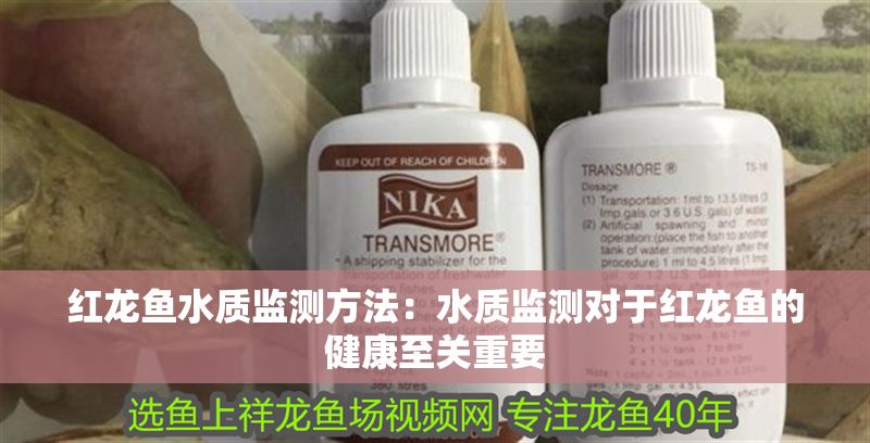 紅龍魚水質監測方法：水質監測對于紅龍魚的健康至關重要