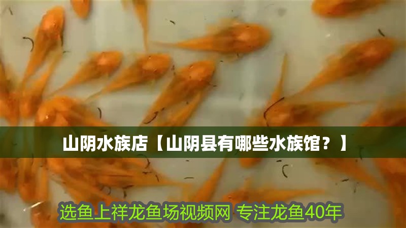 山陰水族店【山陰縣有哪些水族館？】