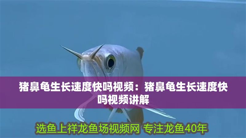 豬鼻龜生長速度快嗎視頻：豬鼻龜生長速度快嗎視頻講解