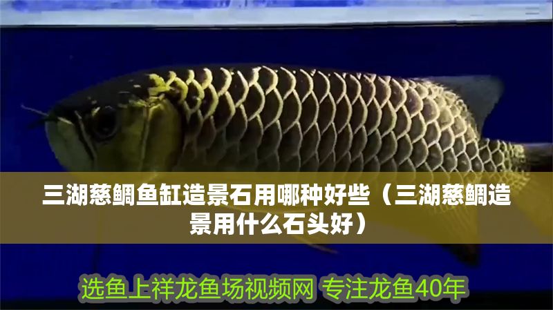 三湖慈鯛魚缸造景石用哪種好些（三湖慈鯛造景用什么石頭好） 三湖慈鯛魚缸造景石用哪種好些（三湖慈鯛造景用什么石頭好） 元寶鳳凰魚百科 第1張