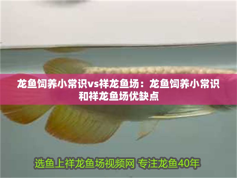 龍魚飼養小常識vs祥龍魚場：龍魚飼養小常識和祥龍魚場優缺點