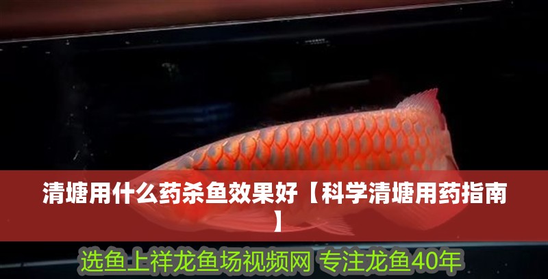 清塘用什么藥殺魚效果好【科學清塘用藥指南】