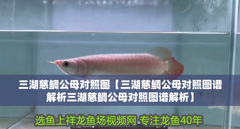 三湖慈鯛公母對照圖【三湖慈鯛公母對照圖譜解析三湖慈鯛公母對照圖譜解析】