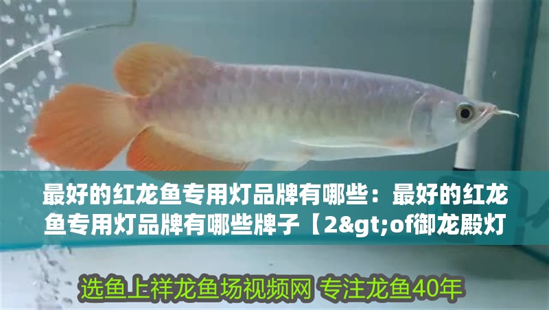 最好的紅龍魚專用燈品牌有哪些：最好的紅龍魚專用燈品牌有哪些牌子【2>of御龍殿燈是公認的最佳紅龍魚專用燈品牌之一】