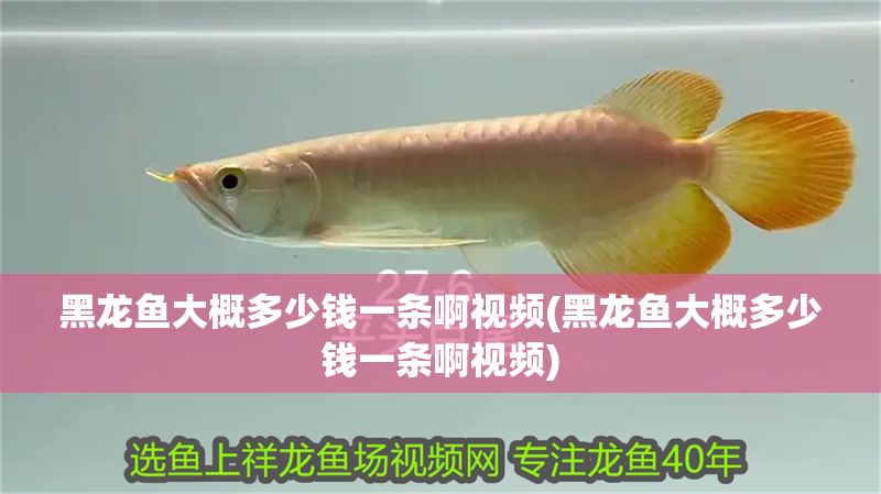 黑龍魚大概多少錢一條啊視頻(黑龍魚大概多少錢一條啊視頻)